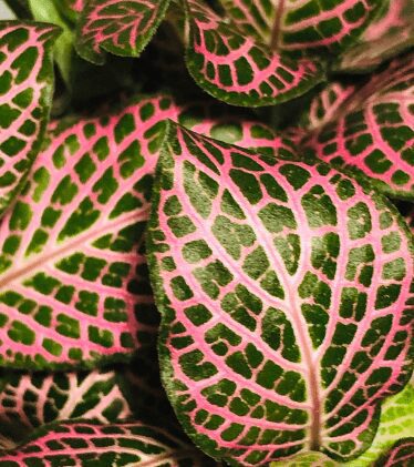 fittonia pearcei