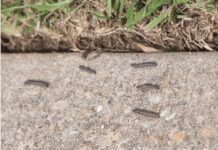 Army Worms Desolated East Coast; Crops Devastated Army Worms