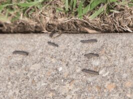 Army Worms Desolated East Coast; Crops Devastated Army Worms