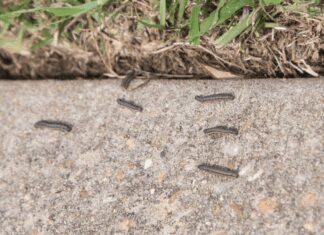 Army Worms Desolated East Coast; Crops Devastated Army Worms