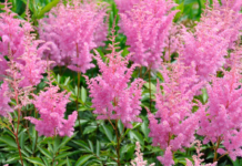 Growing Astilbe Plants: 5 Essential Growing Tips Astilbe