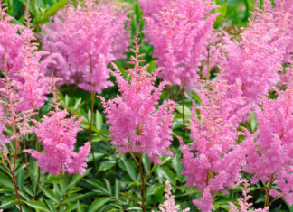 Growing Astilbe Plants: 5 Essential Growing Tips Astilbe