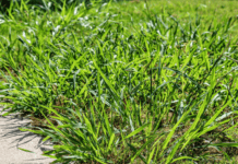 Crabgrass Killer: What It Is And Best Time To Apply Crabgrass Killer