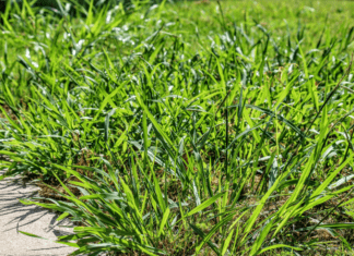 Crabgrass Killer: What It Is And Best Time To Apply Crabgrass Killer