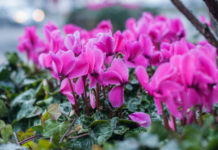Cyclamen Plant Care Plus 5 Reblooming Tips Cyclamen Plant