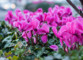 Cyclamen Plant Care Plus 5 Reblooming Tips Cyclamen Plant