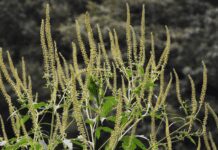 Giant Ragweed And 3 Important Symptoms Of Ragweed Allergy Giant Ragweed
