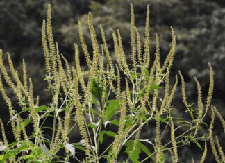 Giant Ragweed And 3 Important Symptoms Of Ragweed Allergy Giant Ragweed