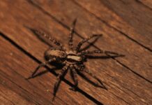 How To Prevent Spiders Coming In The House – 5 Fragrant Smells Spiders Hate How To Prevent Spiders Coming In The House