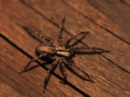 How To Prevent Spiders Coming In The House – 5 Fragrant Smells Spiders Hate How To Prevent Spiders Coming In The House