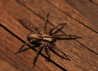 How To Prevent Spiders Coming In The House – 5 Fragrant Smells Spiders Hate How To Prevent Spiders Coming In The House