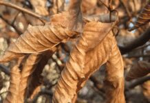 What Is Marcescence: Retention Of Dead Standing Plant Biomass Marcescence