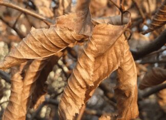 What Is Marcescence: Retention Of Dead Standing Plant Biomass Marcescence