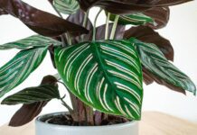 How to Care for a Prayer Plant: 4 Easy Steps To Propagate Prayer Plant Prayer Plant