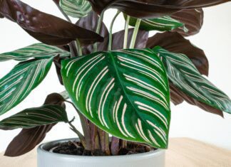 How to Care for a Prayer Plant: 4 Easy Steps To Propagate Prayer Plant Prayer Plant