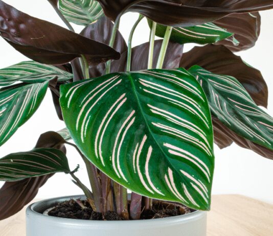 How to Care for a Prayer Plant: 4 Easy Steps To Propagate Prayer Plant Prayer Plant