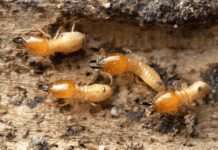 5 Signs You Have Termites In Your Home Termites