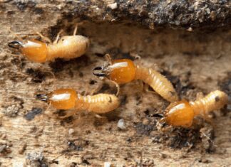 5 Signs You Have Termites In Your Home Termites