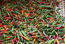 Thai Peppers Growing: Plus 2 Ultra Hot Recipes Thai Peppers