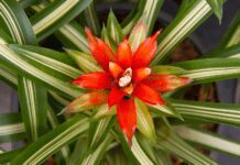 Bromeliad Plant: Grow And Care Tips Plus 6 Best Varieties To Plant Bromeliad Plant