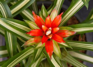 Bromeliad Plant: Grow And Care Tips Plus 6 Best Varieties To Plant Bromeliad Plant