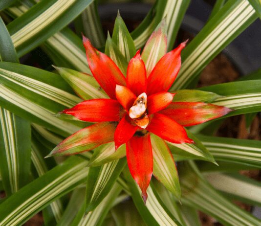 Bromeliad Plant: Grow And Care Tips Plus 6 Best Varieties To Plant Bromeliad Plant