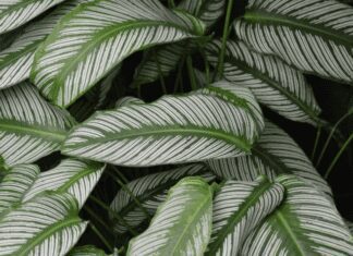 Calathea ‘White Fusion’ Grow and Care Tips Calathea 'White Fusion'