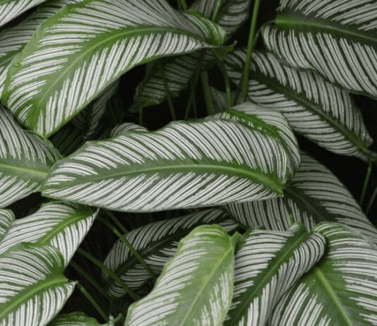 Calathea ‘White Fusion’ Grow and Care Tips Calathea 'White Fusion'