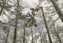 Climbing Hydrangea: Plant Profile And Growing Tips