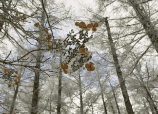 Climbing Hydrangea: Plant Profile And Growing Tips