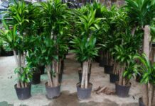 Corn Plant Dracaena: 1 Amazing Indoor Plant Corn Plant - Dracaena fragrans