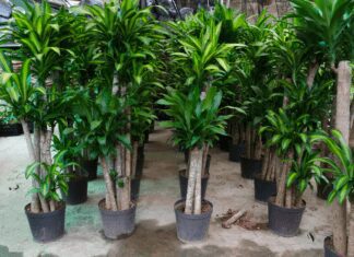 Corn Plant Dracaena: 1 Amazing Indoor Plant Corn Plant - Dracaena fragrans
