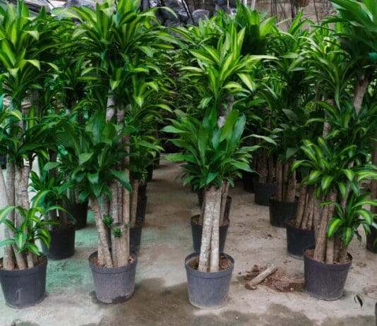 Corn Plant Dracaena: 1 Amazing Indoor Plant Corn Plant - Dracaena fragrans