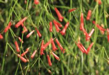 Firecracker Plant: Russelia Equisetiformis Growing And Use Tips Firecracker plant, Russelia equisetiformis