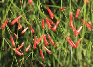 Firecracker Plant: Russelia Equisetiformis Growing And Use Tips Firecracker plant, Russelia equisetiformis