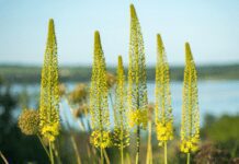 Foxtail Lily Or Desert Candles Flower: 9 Dazzling Varieties Foxtail Lily