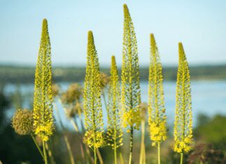 Foxtail Lily Or Desert Candles Flower: 9 Dazzling Varieties Foxtail Lily