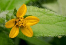 Ground Covers Going Beyond Pachysandra – Golden Star, Chrysogonum virginianum Golden Star - chrysogonum virginianum