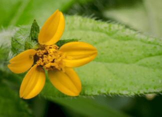 Ground Covers Going Beyond Pachysandra – Golden Star, Chrysogonum virginianum Golden Star - chrysogonum virginianum