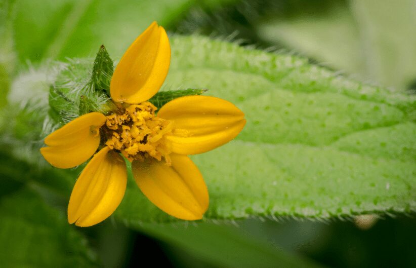 Golden Star chrysogonum virginianum