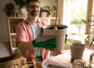 Growing Avocado Tree In 5 Simple Steps Growing Avocado