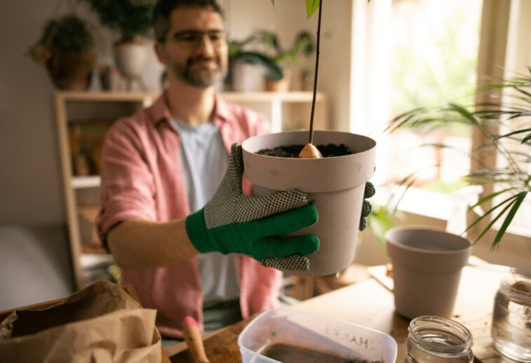 Growing Avocado