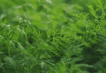 How To Harvest Dill From Seed How To Harvest Dill From Seed