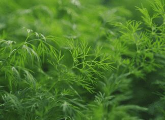 How To Harvest Dill From Seed How To Harvest Dill From Seed