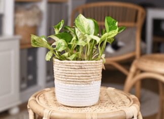 Manjula Pothos: 3 Sabotaging Growth Problems Manjula' pothos - Epipremnum Aureum