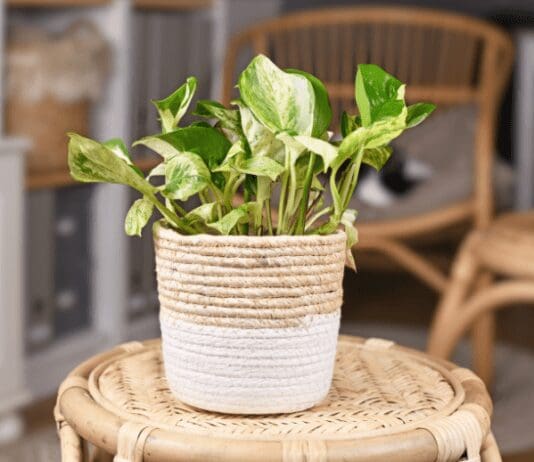 Manjula Pothos: 3 Sabotaging Growth Problems Manjula' pothos - Epipremnum Aureum