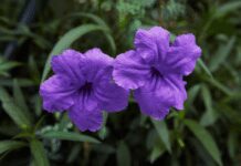 Mexican Petunias: Self-Seeder Plant But Beware Mexican Petunia