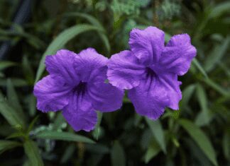 Mexican Petunias: Self-Seeder Plant But Beware Mexican Petunia