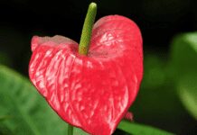 Pink Princess Philodendron Detailed Grow Tips Pink Princess Philodendron