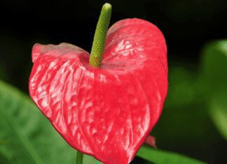 Pink Princess Philodendron Detailed Grow Tips Pink Princess Philodendron